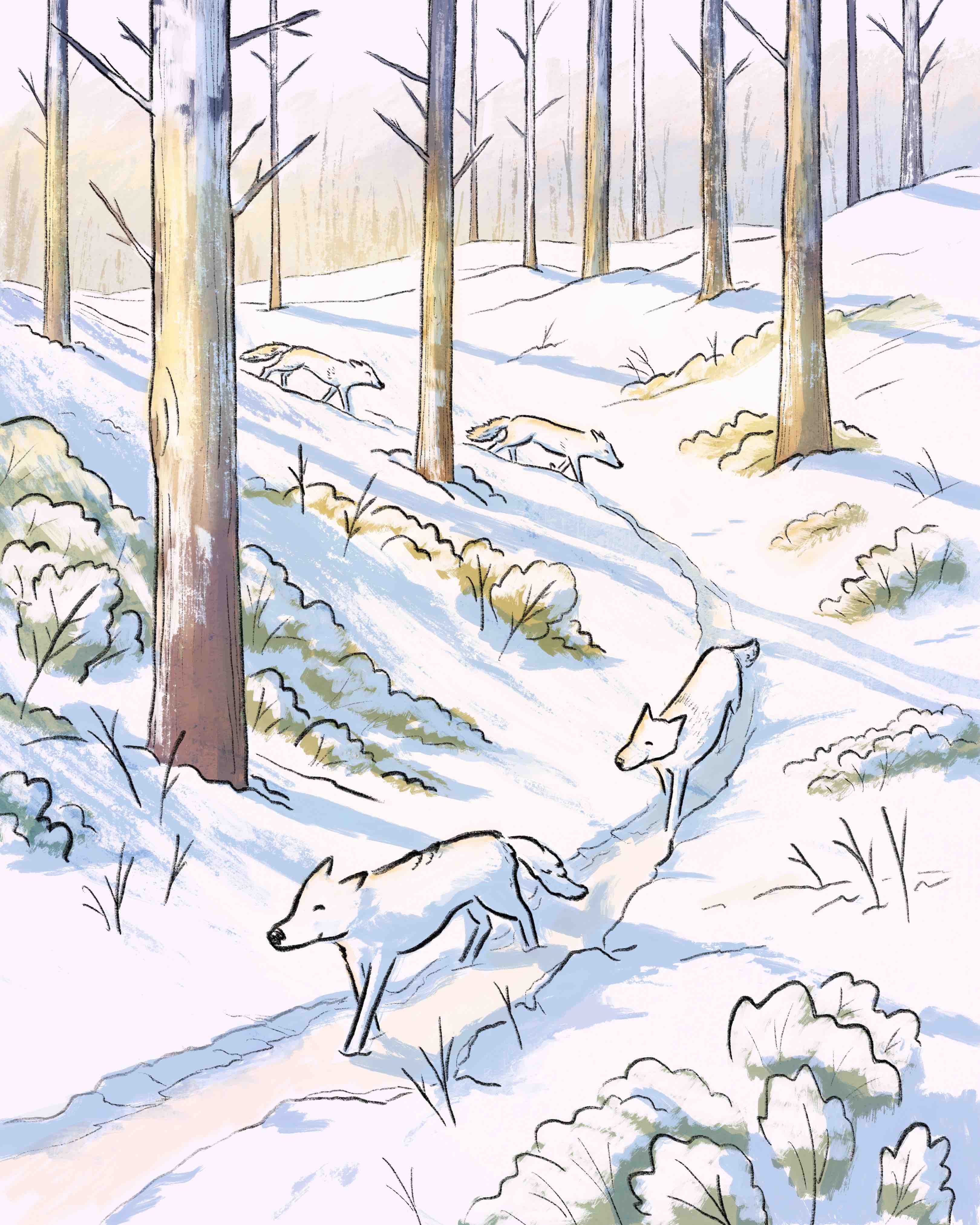 Winter Wolves